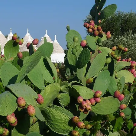 Trulleria Frammarinella Cisternino